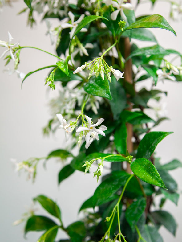 Jasmine produces a beautiful scent and is an evergreen climber.